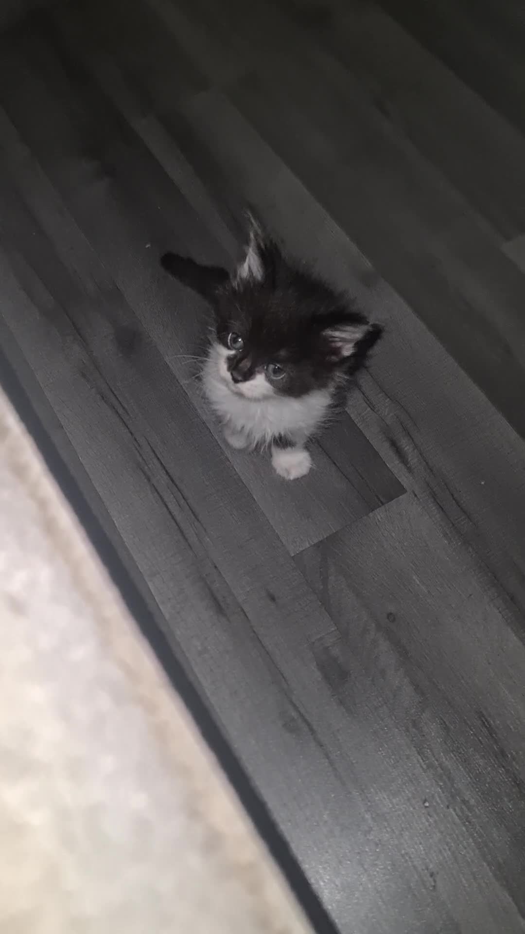 Mixed Breed cats for sale: Fabulous trio  - Video 4