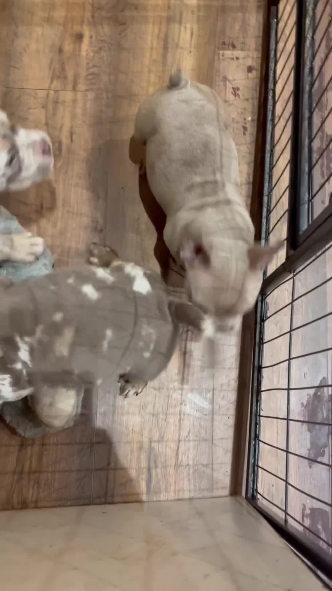 American Bully dogs for sale: ( Micro Bullys) - Video 1
