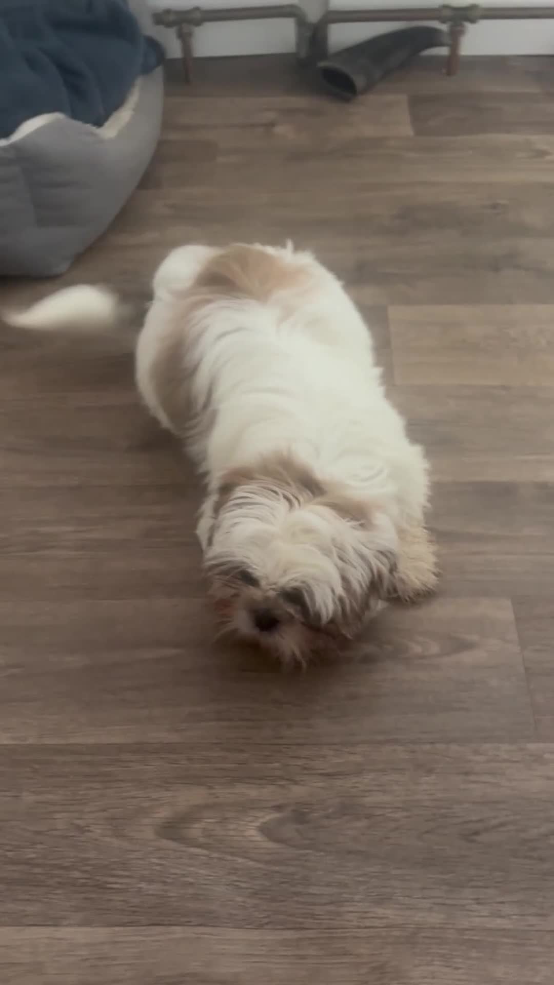 Shih Tzu dogs for sale: Luna  in Dartford - Video 1