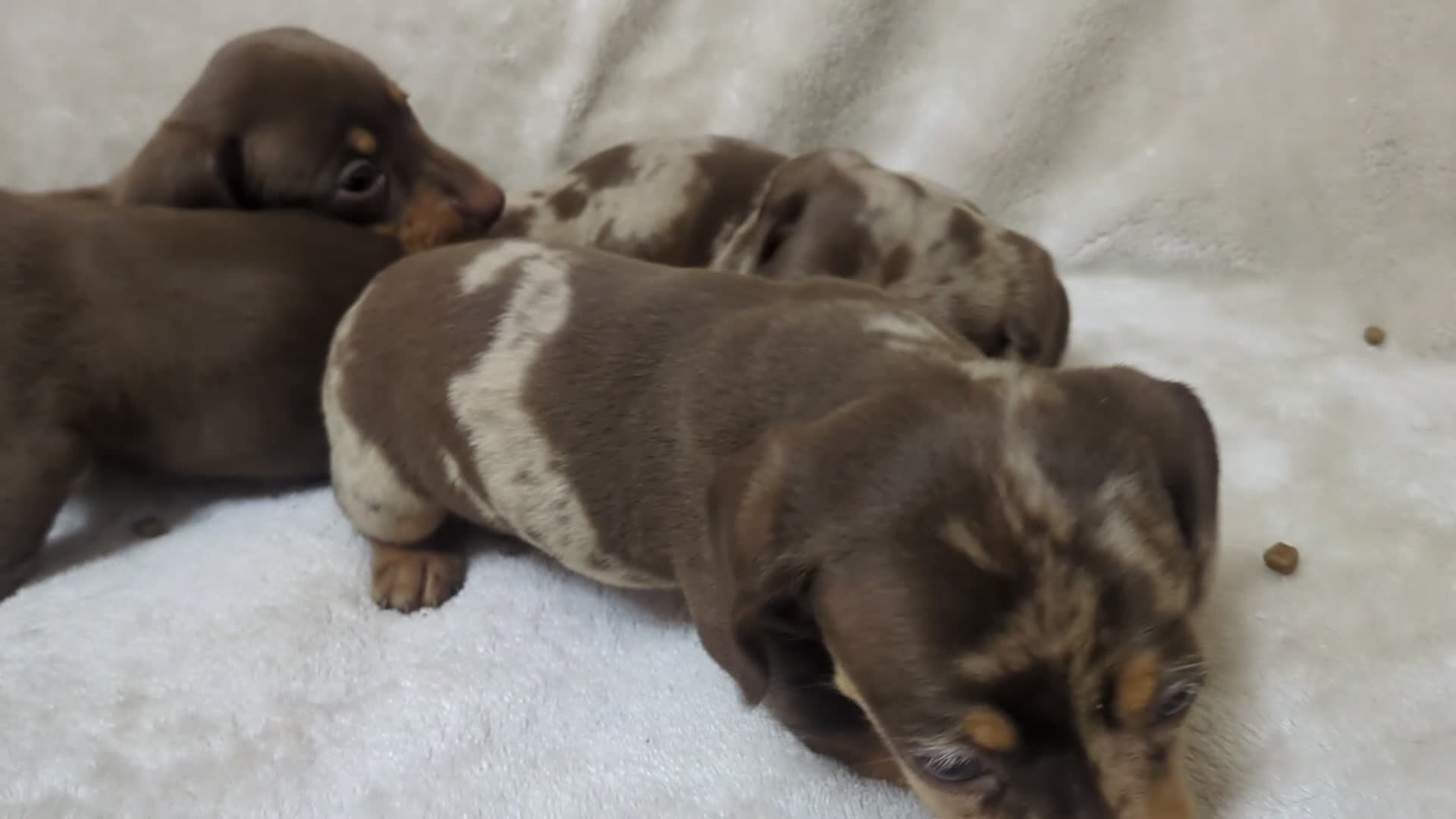 Miniature Dachshund dogs for sale: Miniature Dachshund puppys - Video 1