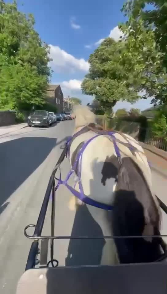 Irish Cob horses for sale: 13.2 cob gelding  in Bradford - Video 2