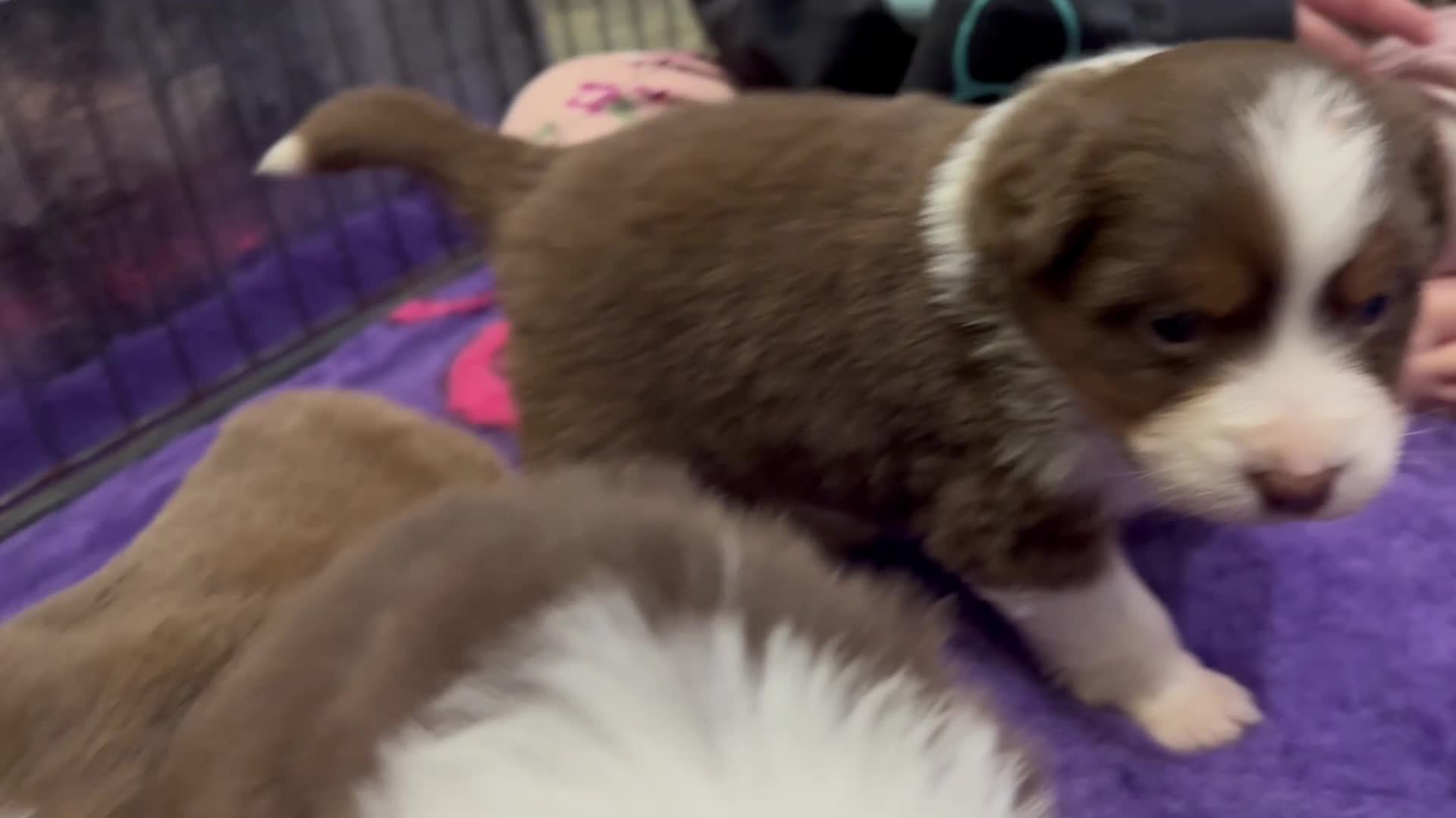 Australian Shepherd dogs for sale: Exceptional KC reg Australian shepherds - Video 2