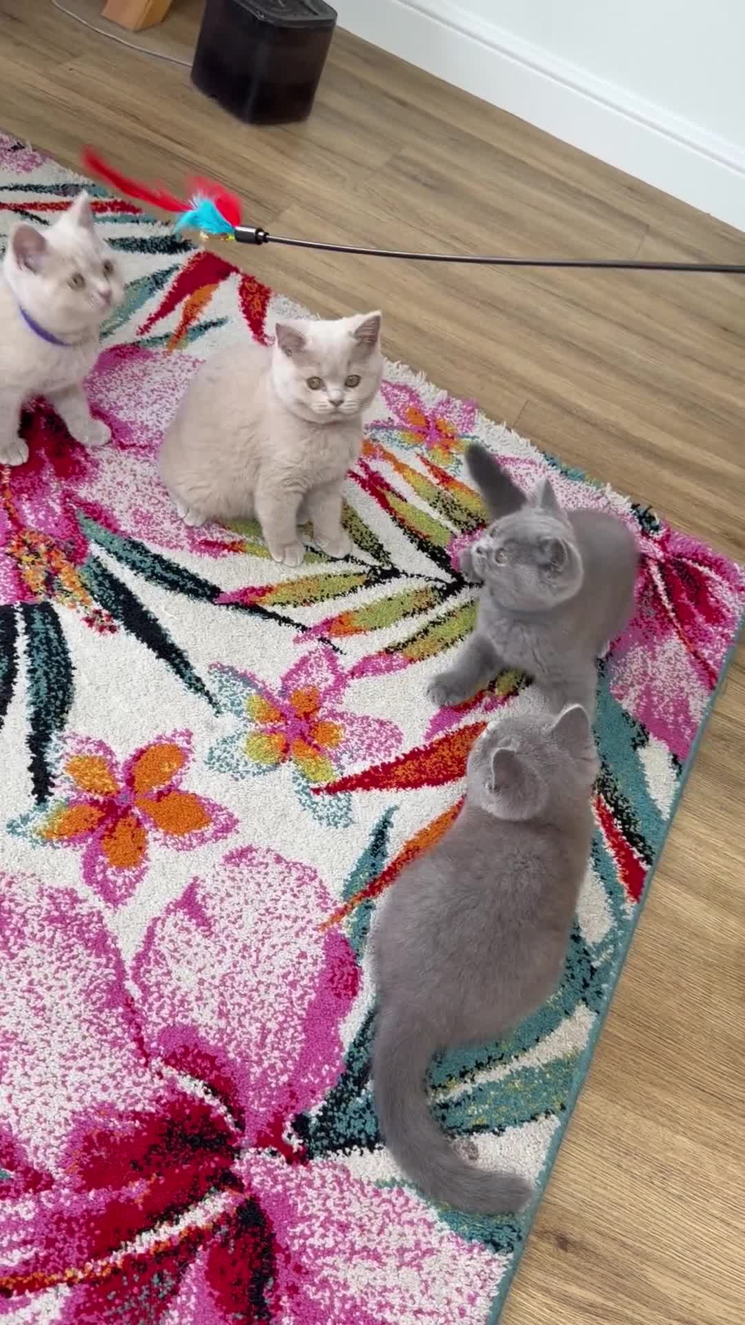 British Shorthair cats for sale: 5 Beautiful Lilac & Blue British Shorthair Kittens - Video 1