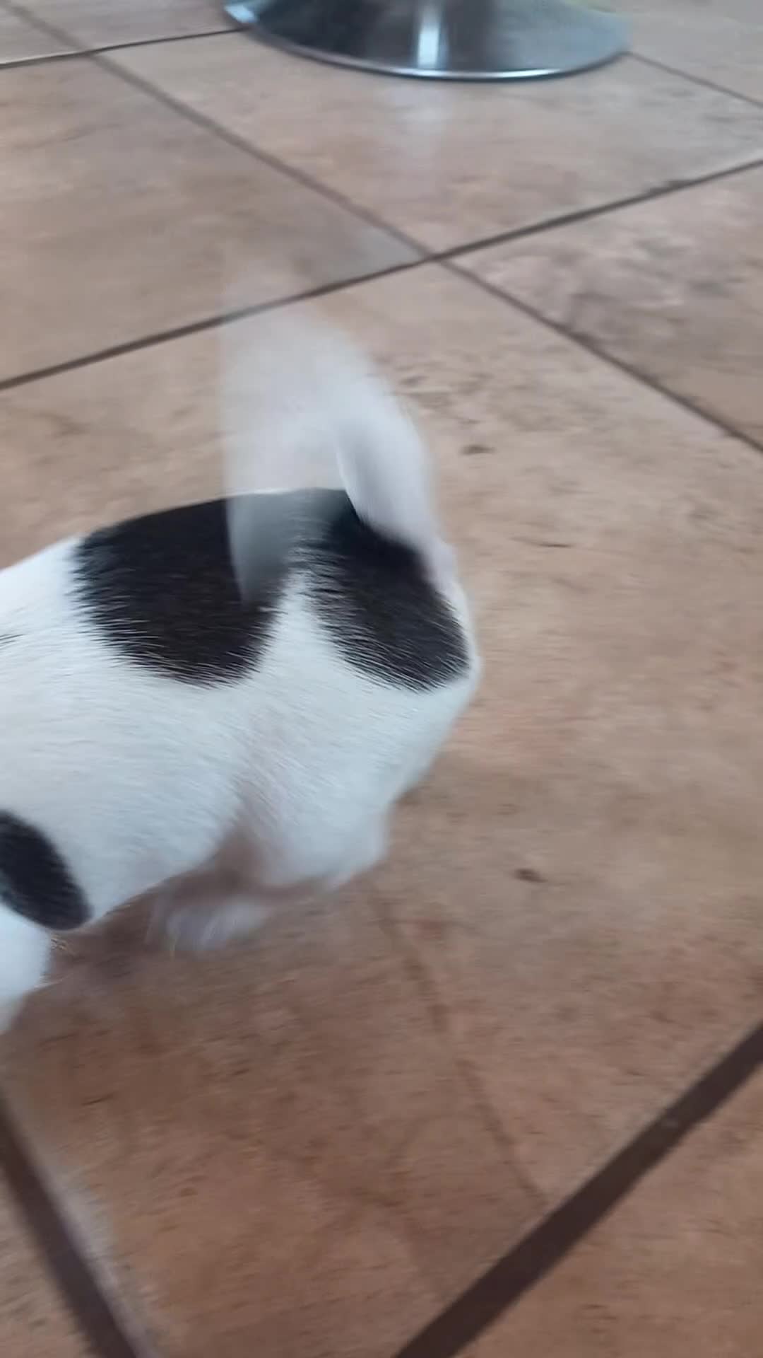 Jack Russell dogs for sale: 1x boy available  - Video 2