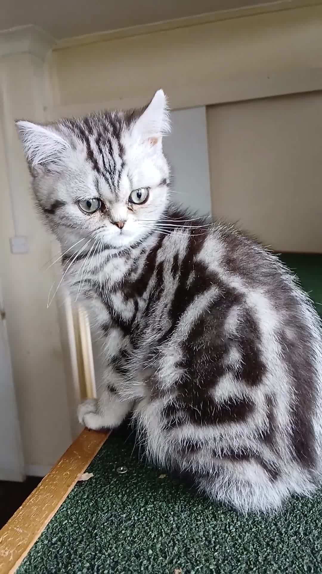 British Shorthair cats for sale: Bsh.Silver Classic  Tabby. GCCF. - Video 2