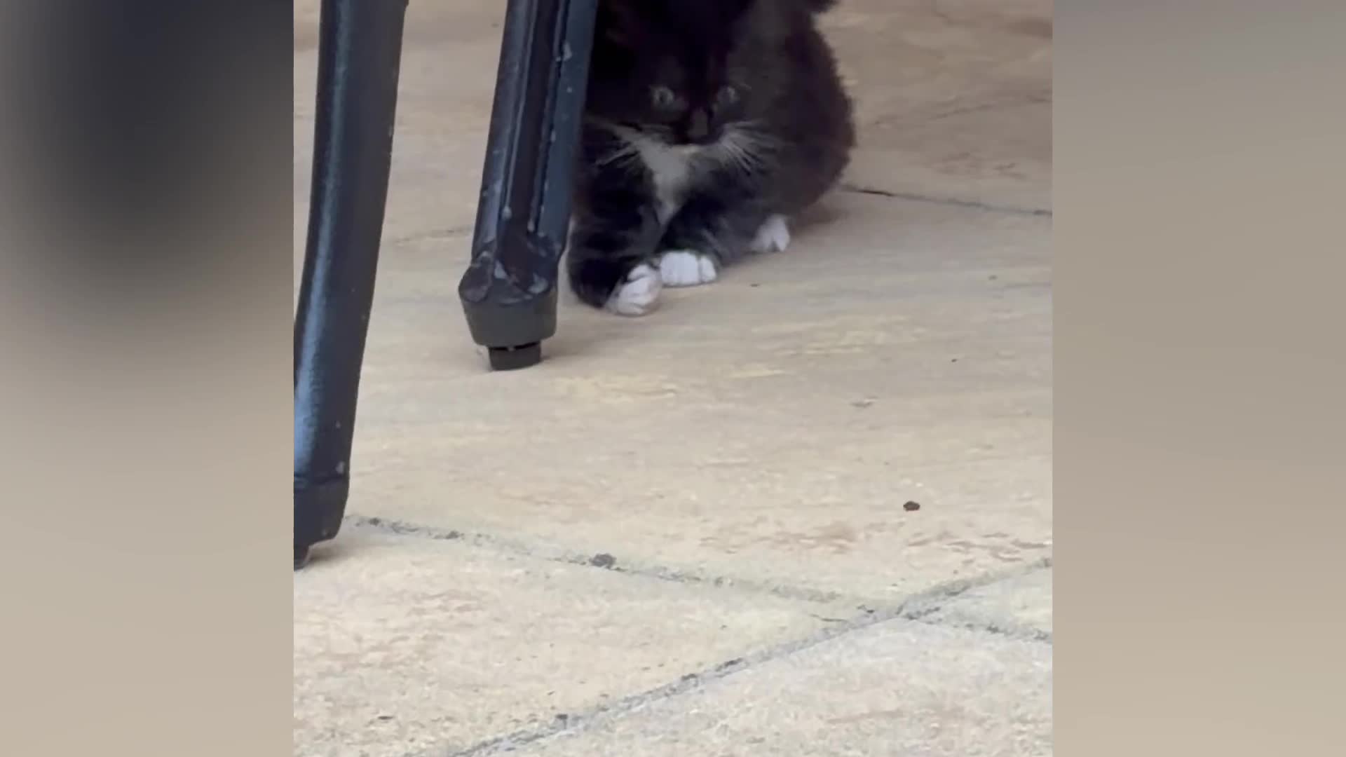 Ragdoll cats for sale: Ragdoll tuxedo black & white - Video 2