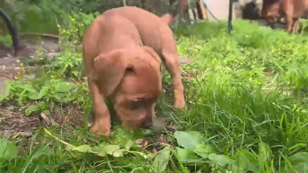 Staffordshire Bull Terrier dogs for sale:  original Staffordshire puppies ready to go in Blackburn - Video 1