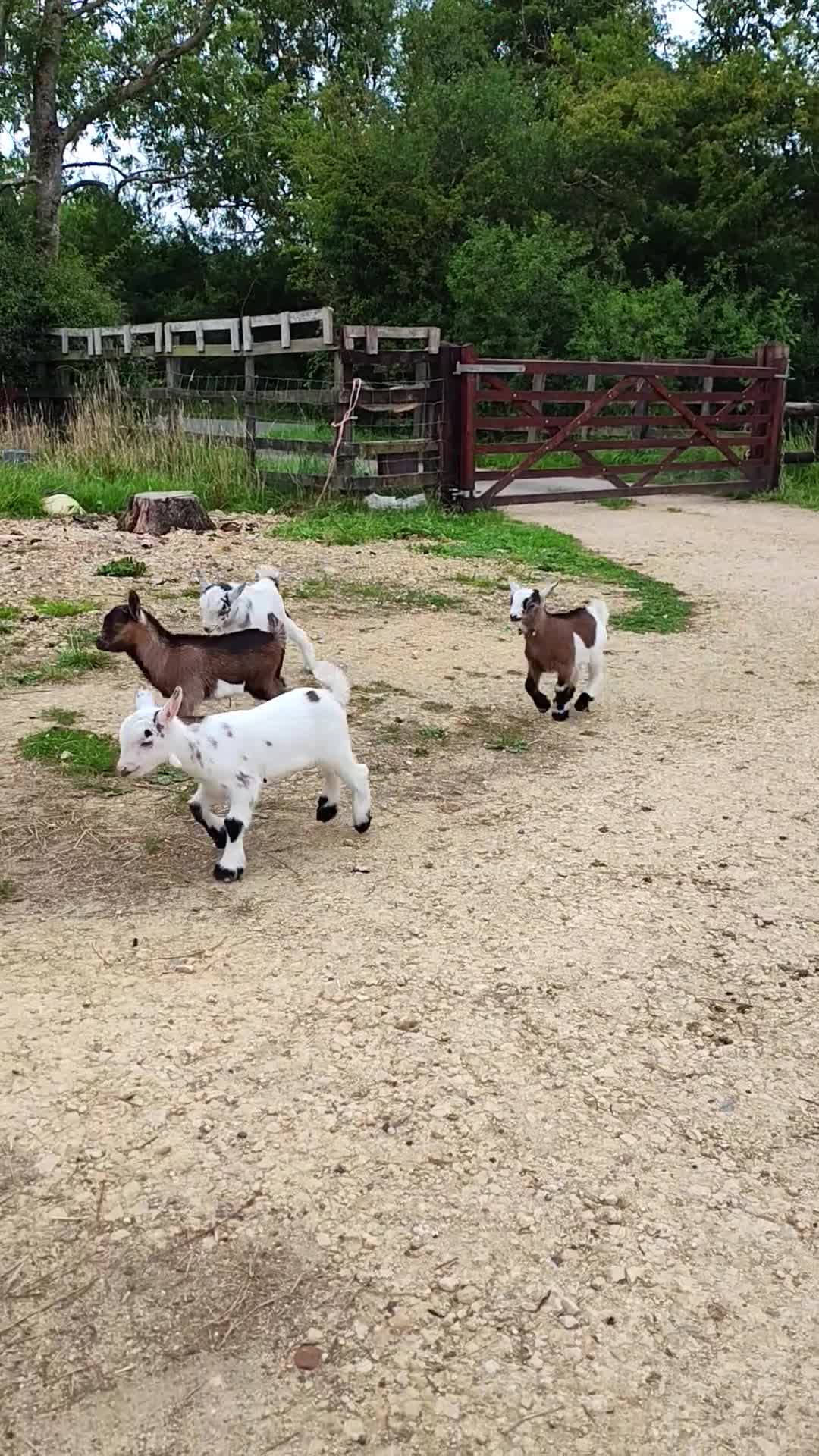 Goats livestock for sale: Pygmy goat kids mixed - Video 1
