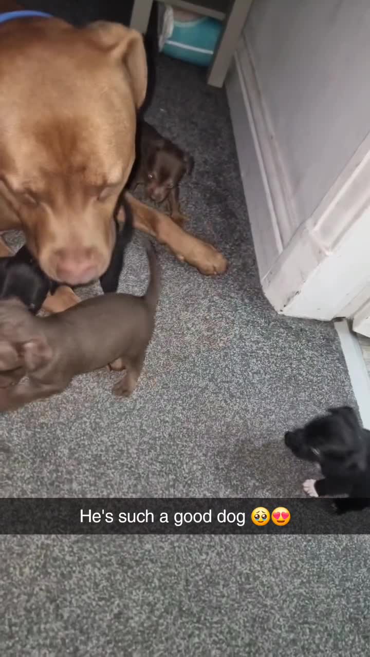 Mixed Breed dogs for sale: Boss  - Video 3