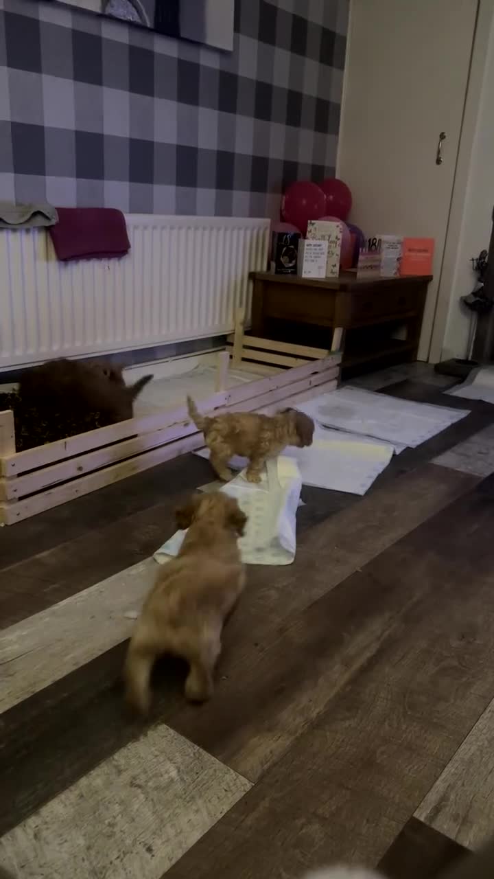 Cockapoo dogs for sale: 3 Gorgeous Male cockerpoo puppies  - Video 1