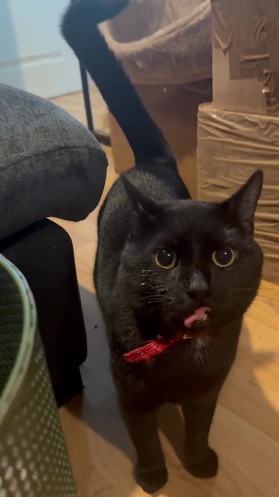 Bombay cats for sale: 🌸 Female Cat Looking for a New Home 🌸 - Video 1