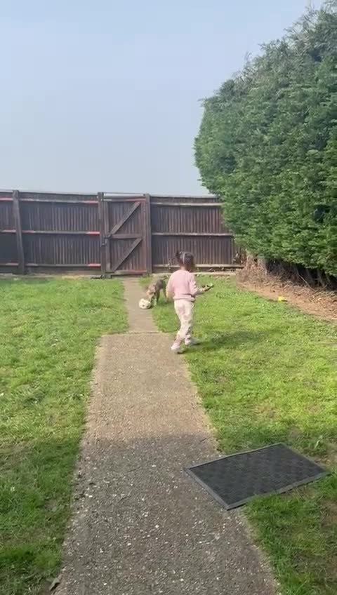 Mixed Breed dogs for sale: Blue Frenchie X Pocket Bully - Video 1