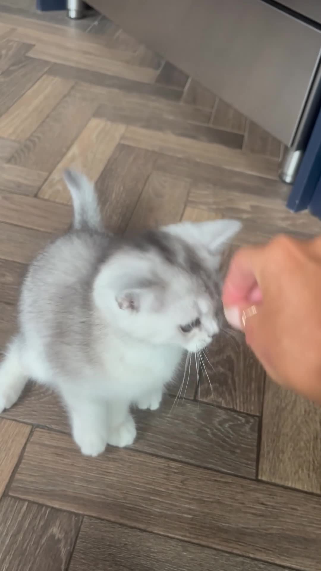 Scottish Fold cats for sale: Female scottish Straight - Video 1