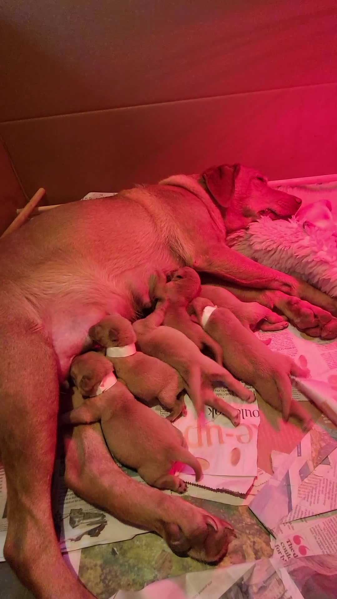 Labrador Retriever dogs for sale: Stunning fox red labrador puppies for sale - Video 1