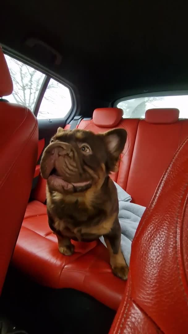 French Bulldog dogs for stud: Fluffy Rojo & Cherry Tan Big🪢 STUD £500 in South Ockendon - Video 3