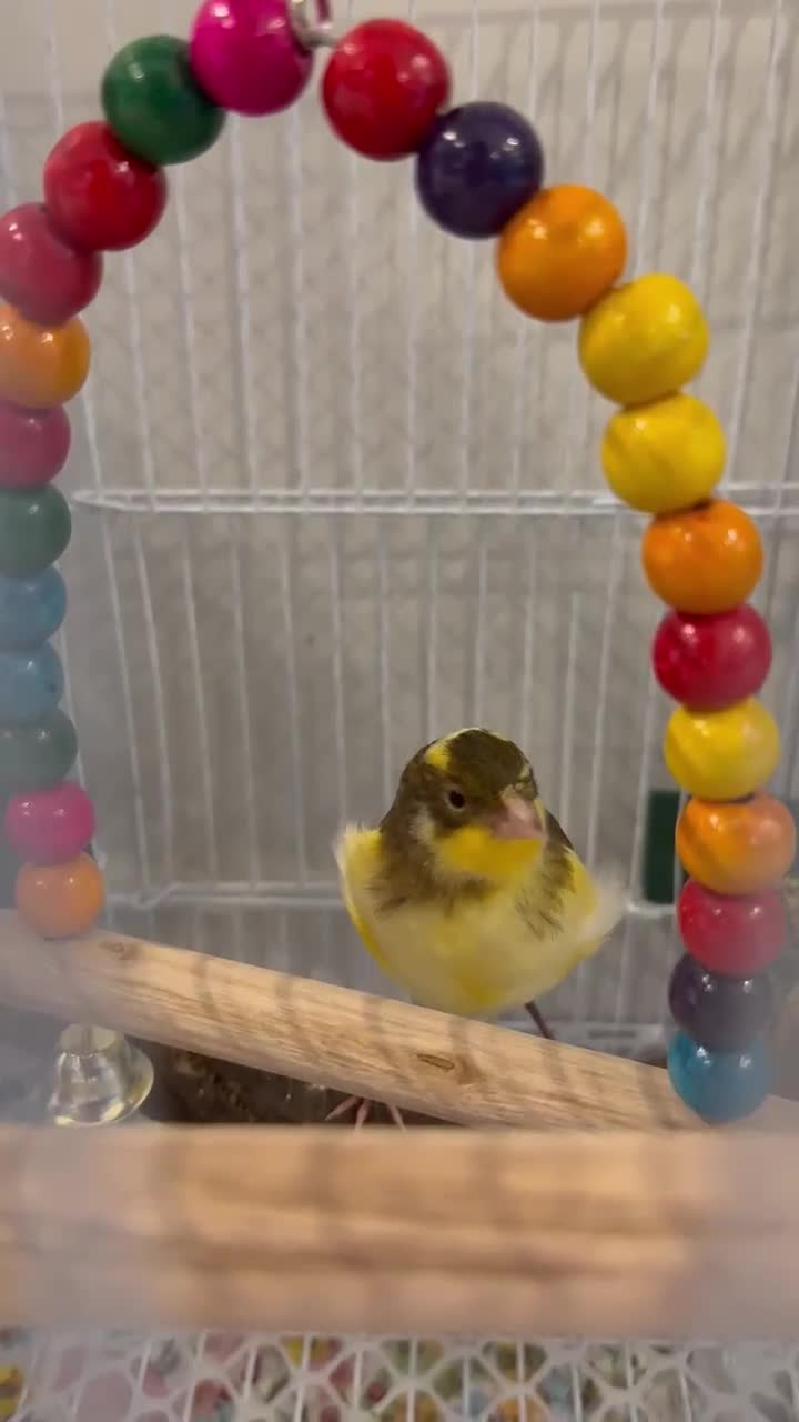 Canaries birds for sale:  Baby Canary for SALE in Lincoln - Video 2