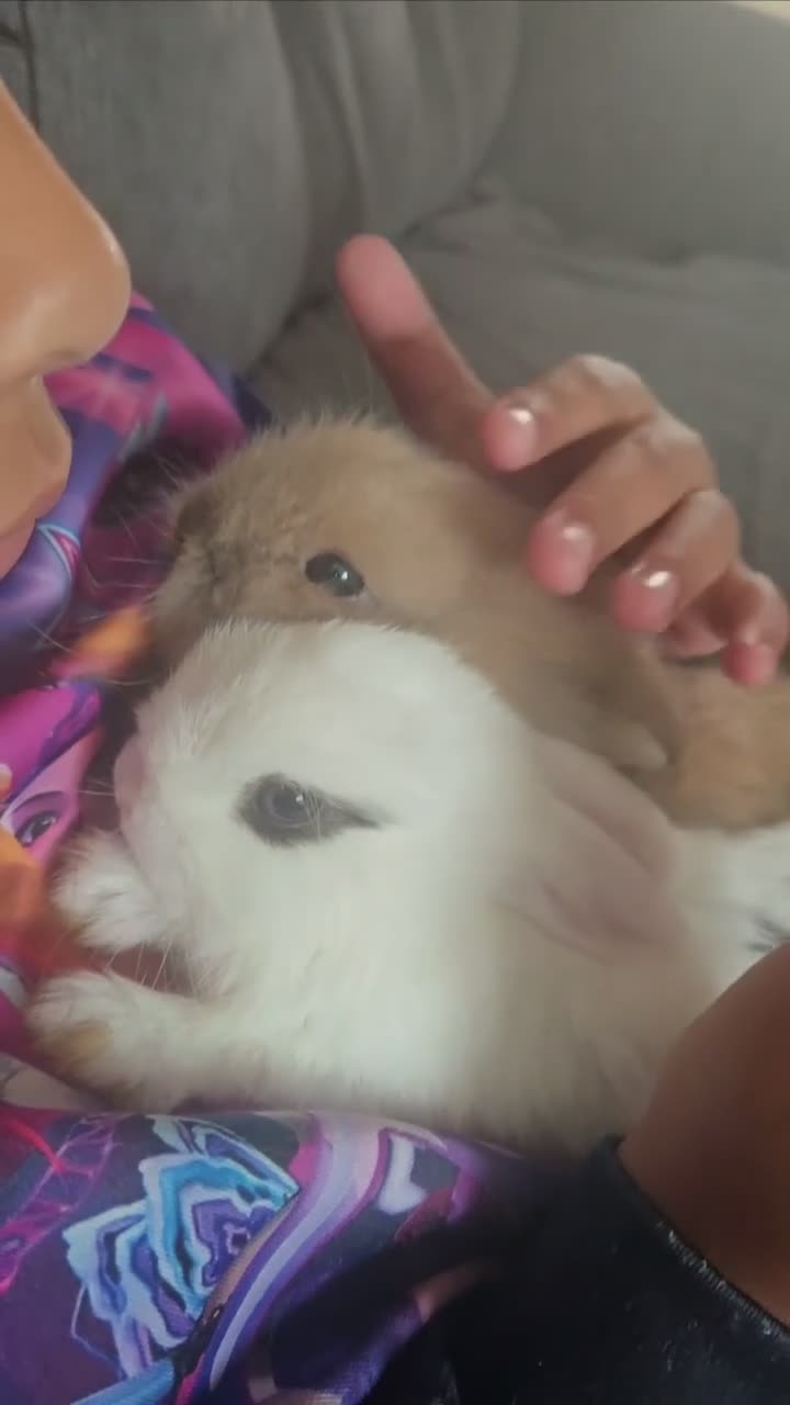 Mini Lion Lop rabbits for sale: Friendly blue eyes Double mane lion lops.  - Video 1