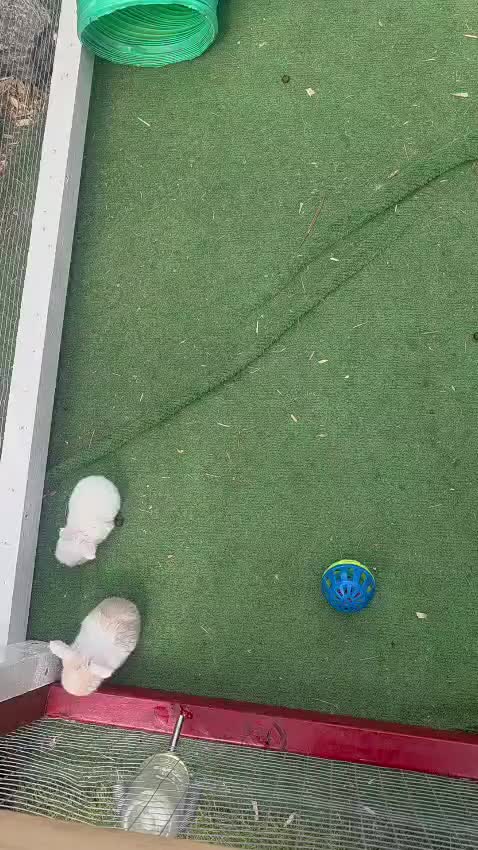 Mini Lop rabbits for sale: Mini lops, lionheads, netherland dwarf pure breeds - Video 2