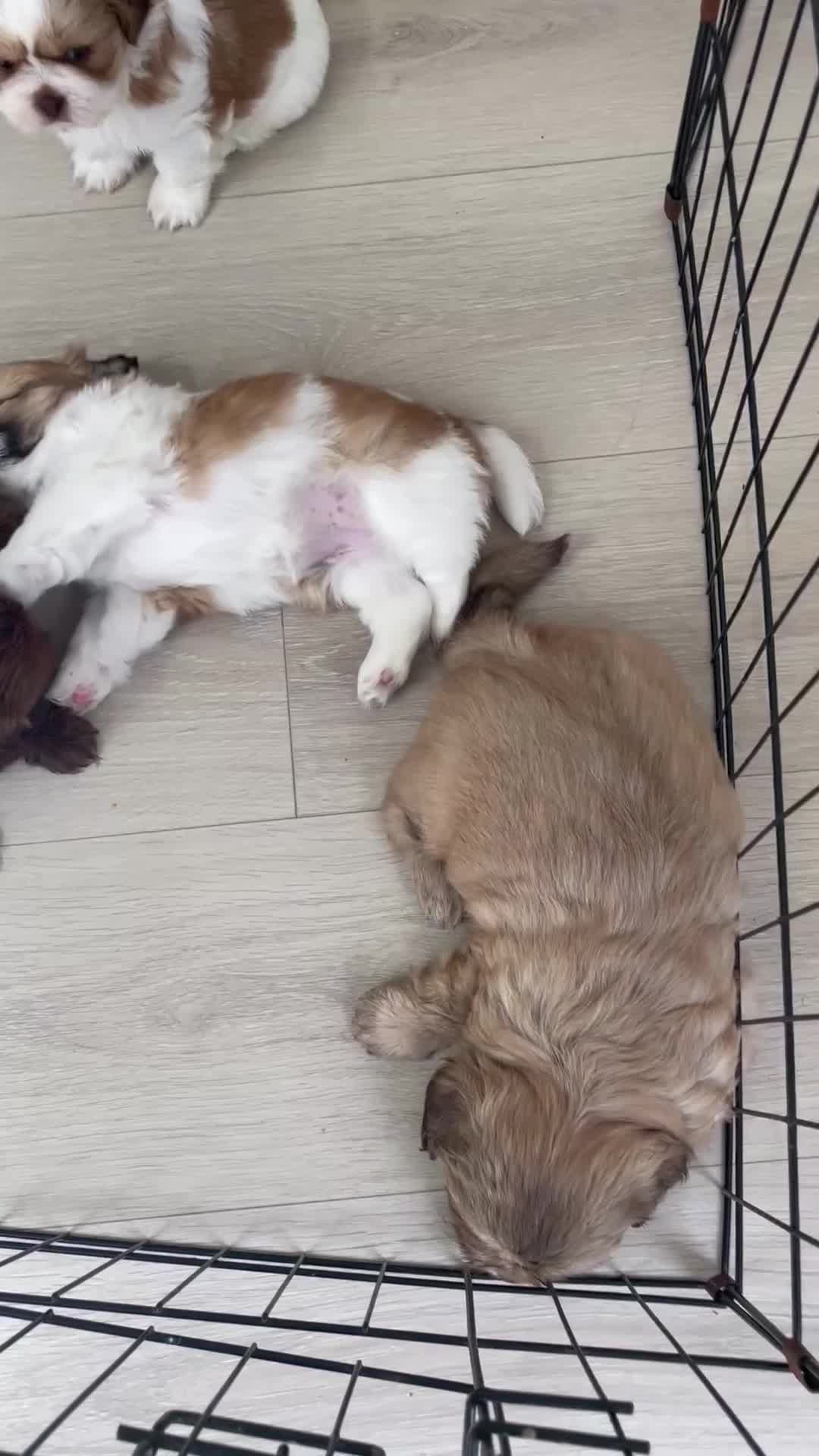 Shih Tzu dogs for sale: Imperial Shih Tzu Puppies  - Video 1