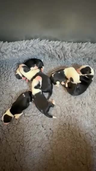 Mixed Breed dogs for sale: Sheepadoodle Puppies 3M 3F Old English Sheepdog - Video 1