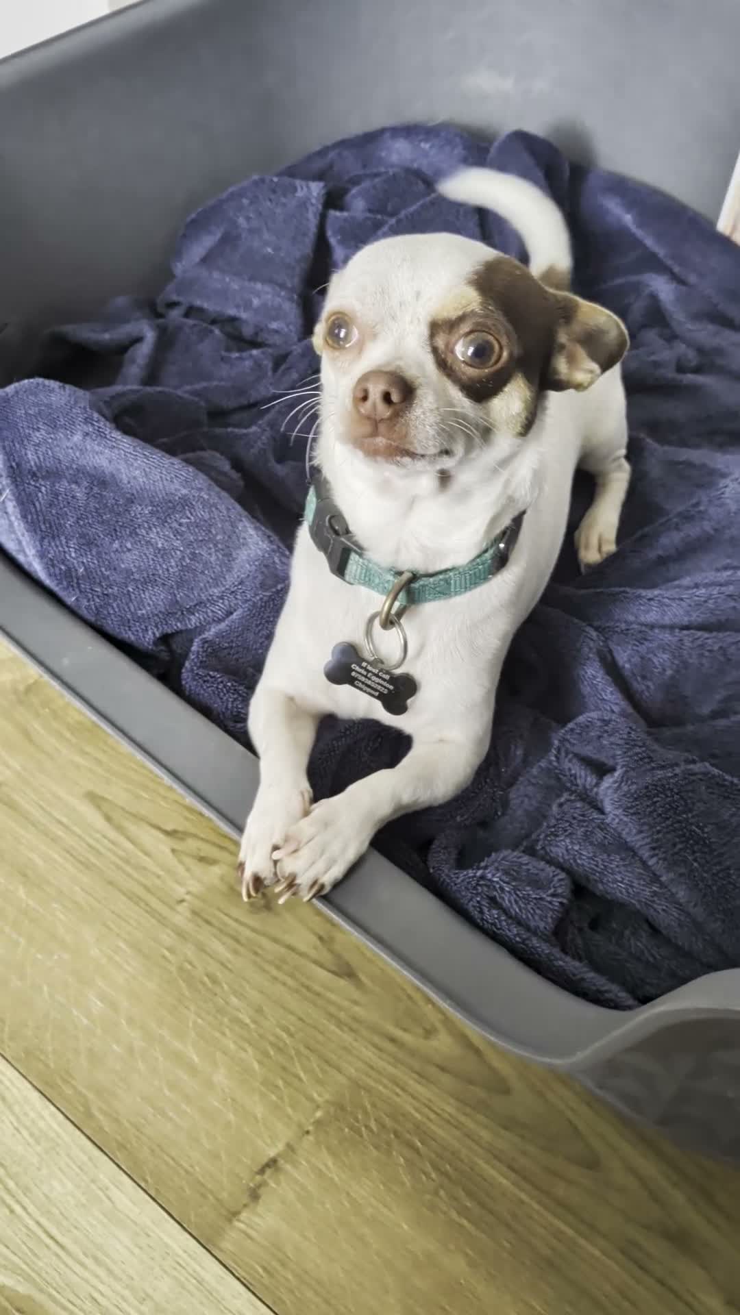 Chihuahua dogs for sale: Apple Head Chihuahua - Video 1
