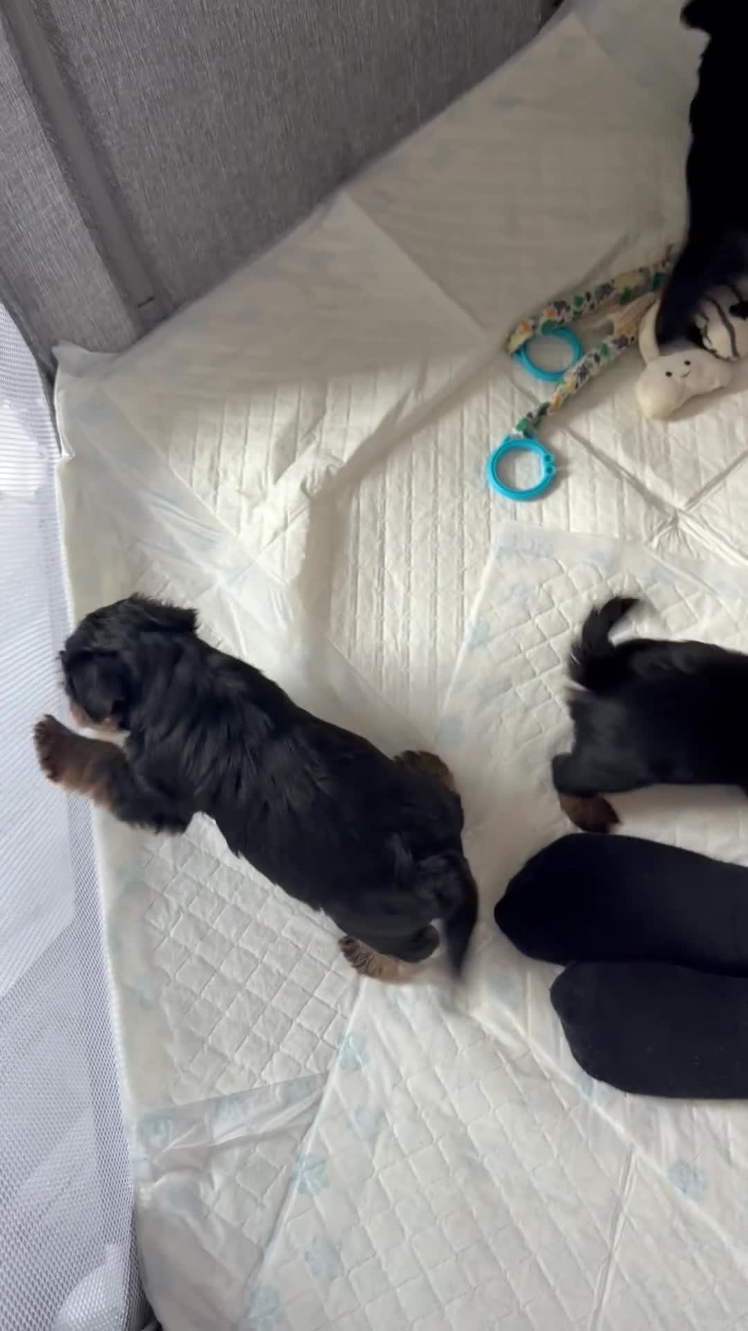 Yorkshire Terrier dogs for sale: 3 Girls & 3 Boys Looking for Loving Homes! 🐾 - Video 1