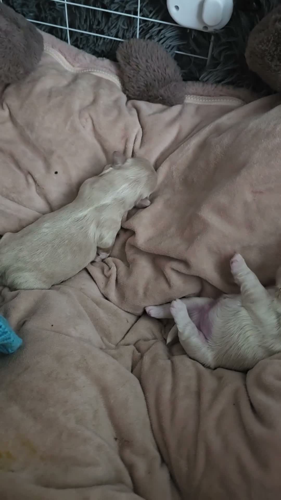 Shih Tzu dogs for sale: 3male Shizu's  - Video 2
