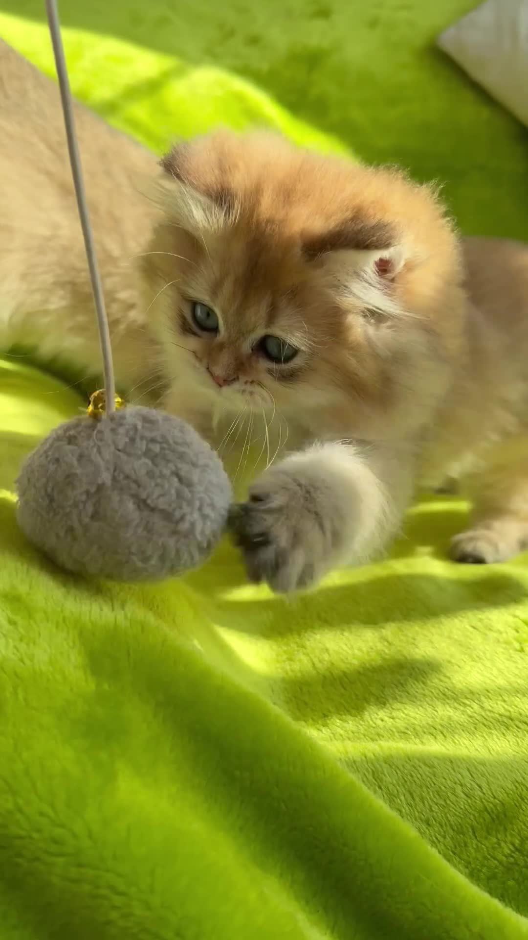 British Longhair cats for sale: PureBread Golden British Longhair kitten for sale  - Video 2