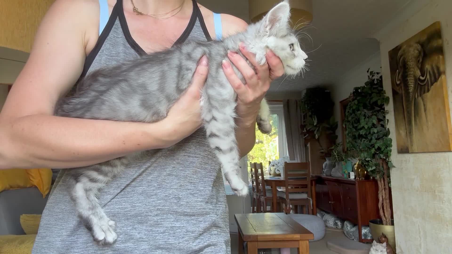 Maine Coon cats for sale: 💝Magnificent large TICA kittens 💖 - Video 1