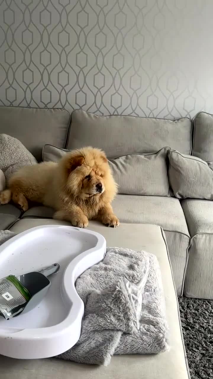 Chow Chow dogs for sale: KC Registered Female Chow Chow  - Video 1