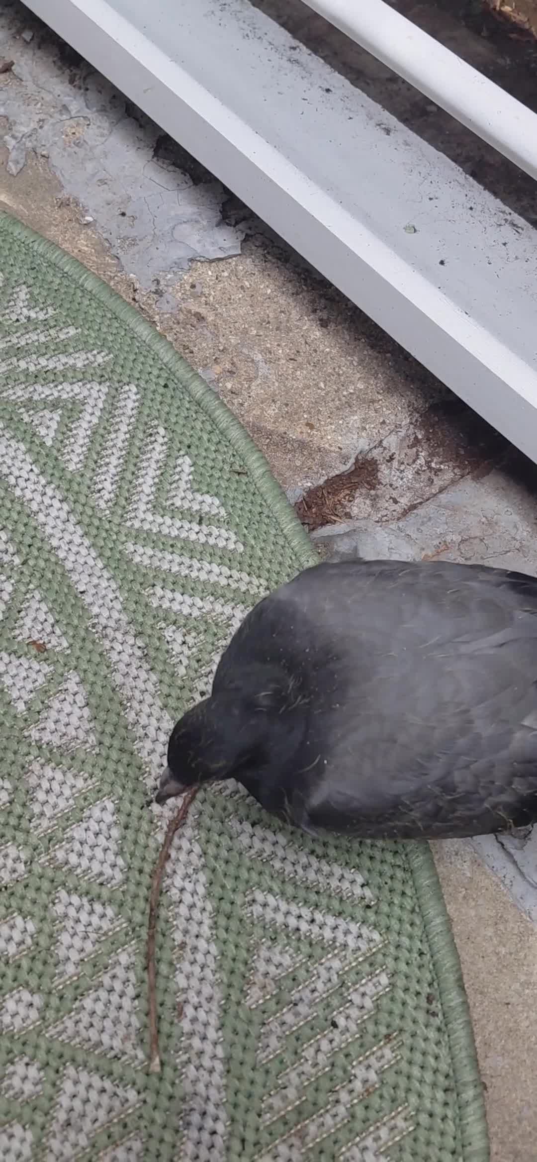 Pigeons birds for sale: 4 weeks old A Pretty little pigeon (free) - Video 1