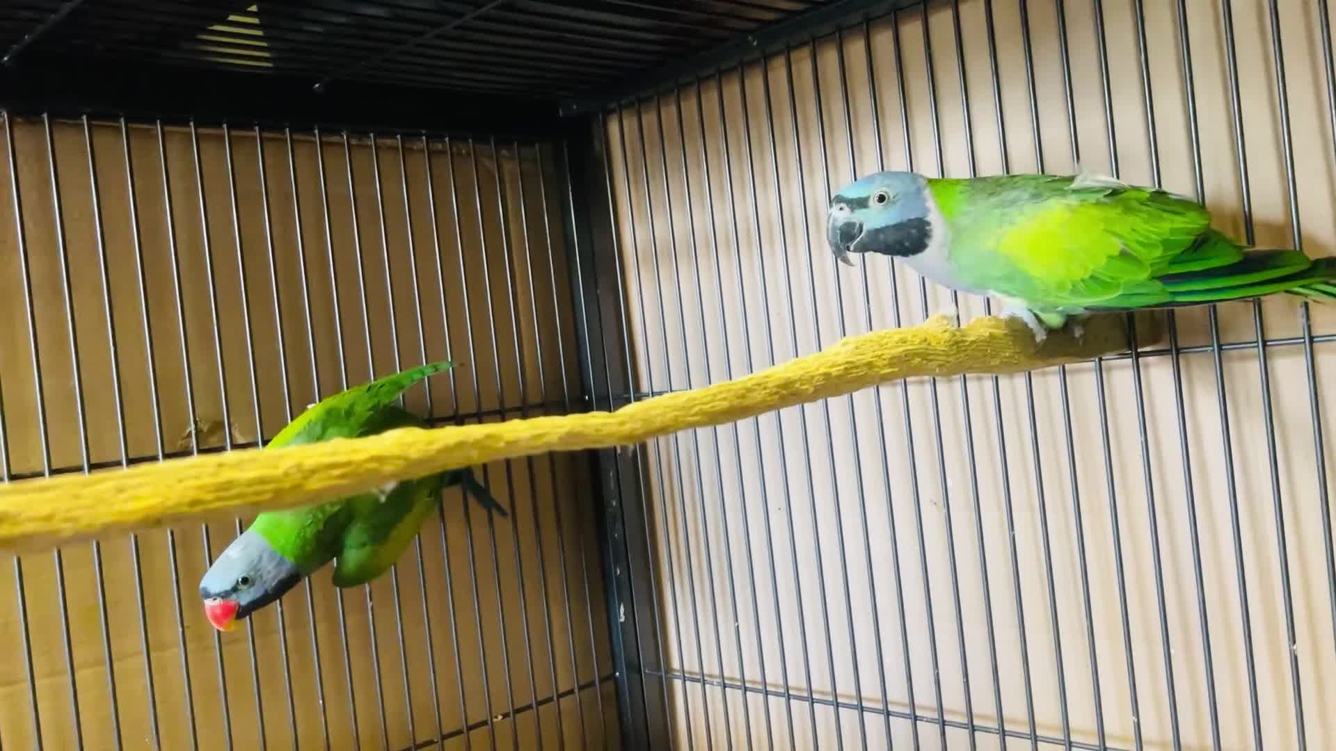 Parakeets birds for sale: Lord Derbyan Parrot for sale.👍QUICK SALE 👍 - Video 1