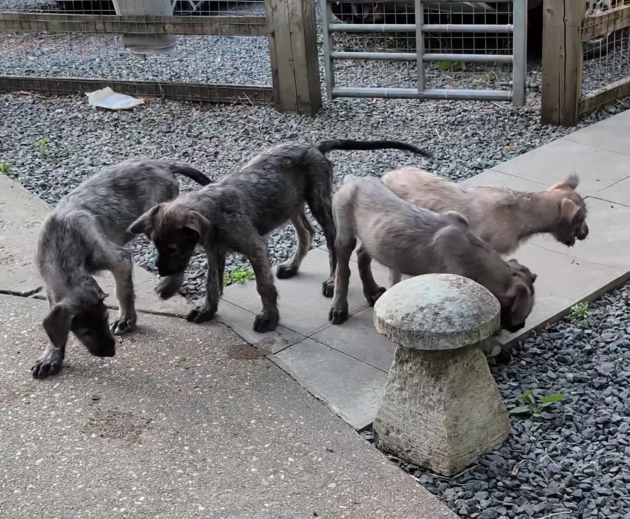 Irish Wolfhound dogs for sale: Irish Wolfhound puppies  - Video 2