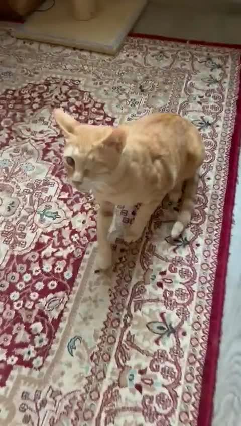 Mixed Breed cats for adoption: PHO DYPSY BONDED BROTHERS NEUTERED AFFECTIONATE   - Video 1