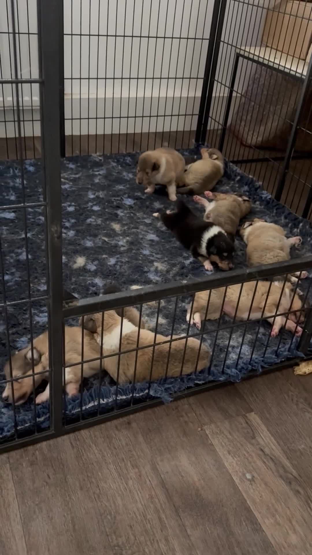 Rough Collie dogs for sale: Unaffected KC Reg Rough Collie Puppies Available  - Video 1