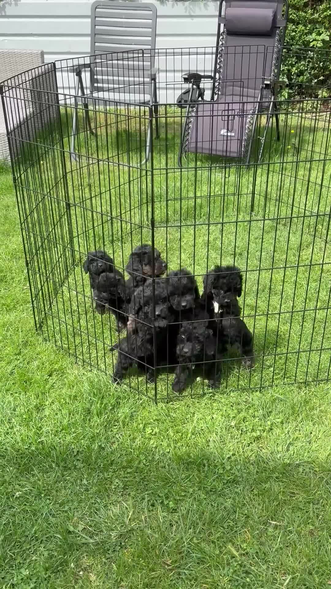 Cockapoo dogs for sale: Cockapoo puppies in Nottingham - Video 1