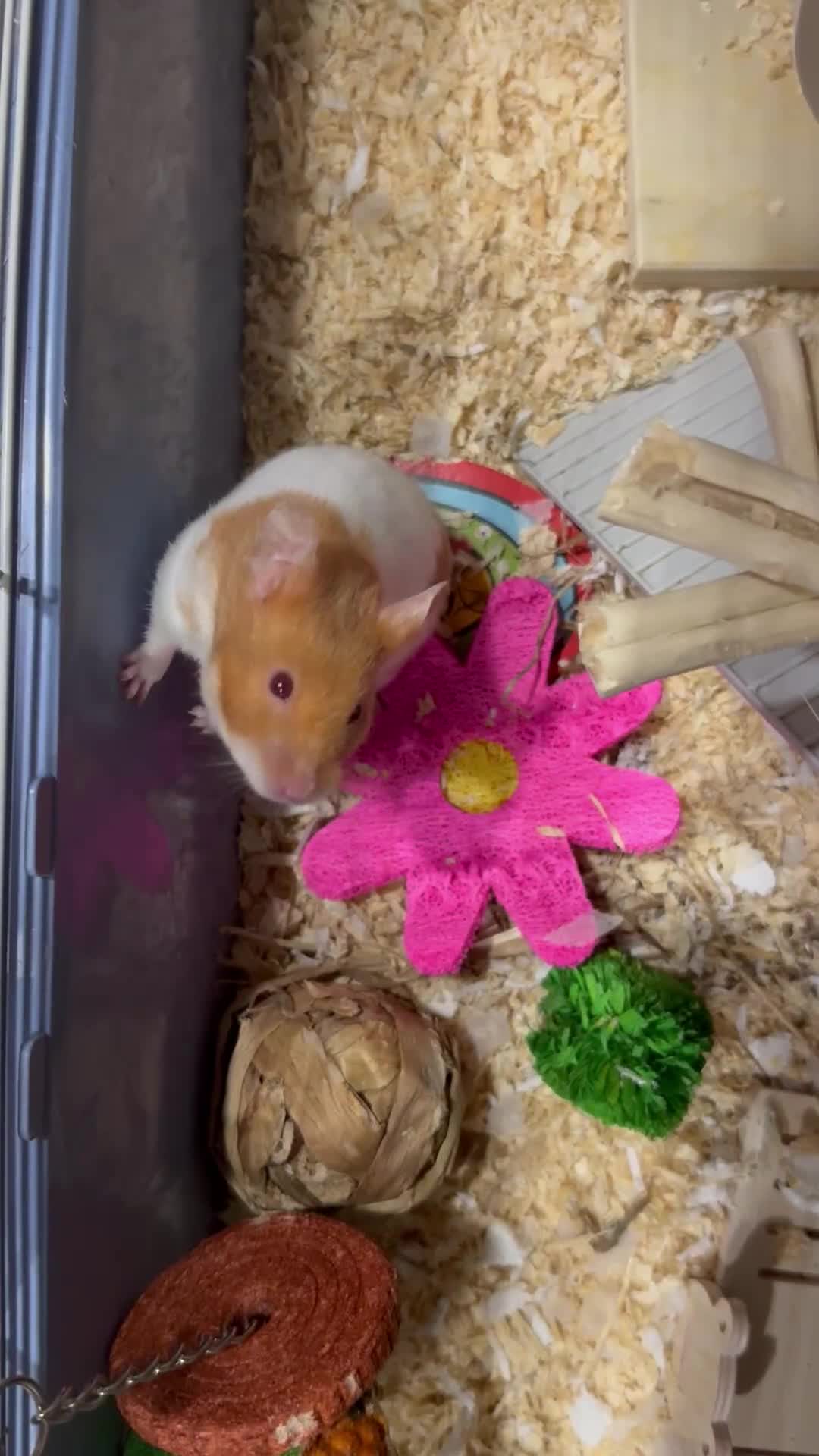 Hamster rodents for sale: Hamster up for adoption urgently! - Video 1