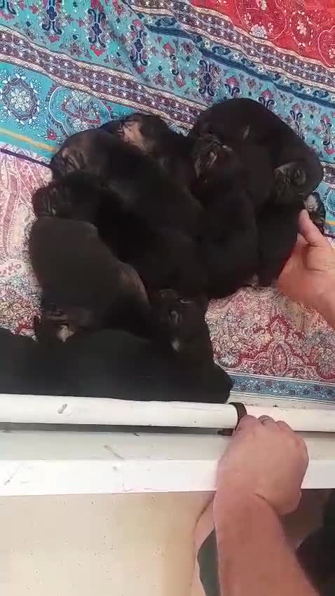 Bloodhound dogs for sale: Bloodhound Puppies - Video 3