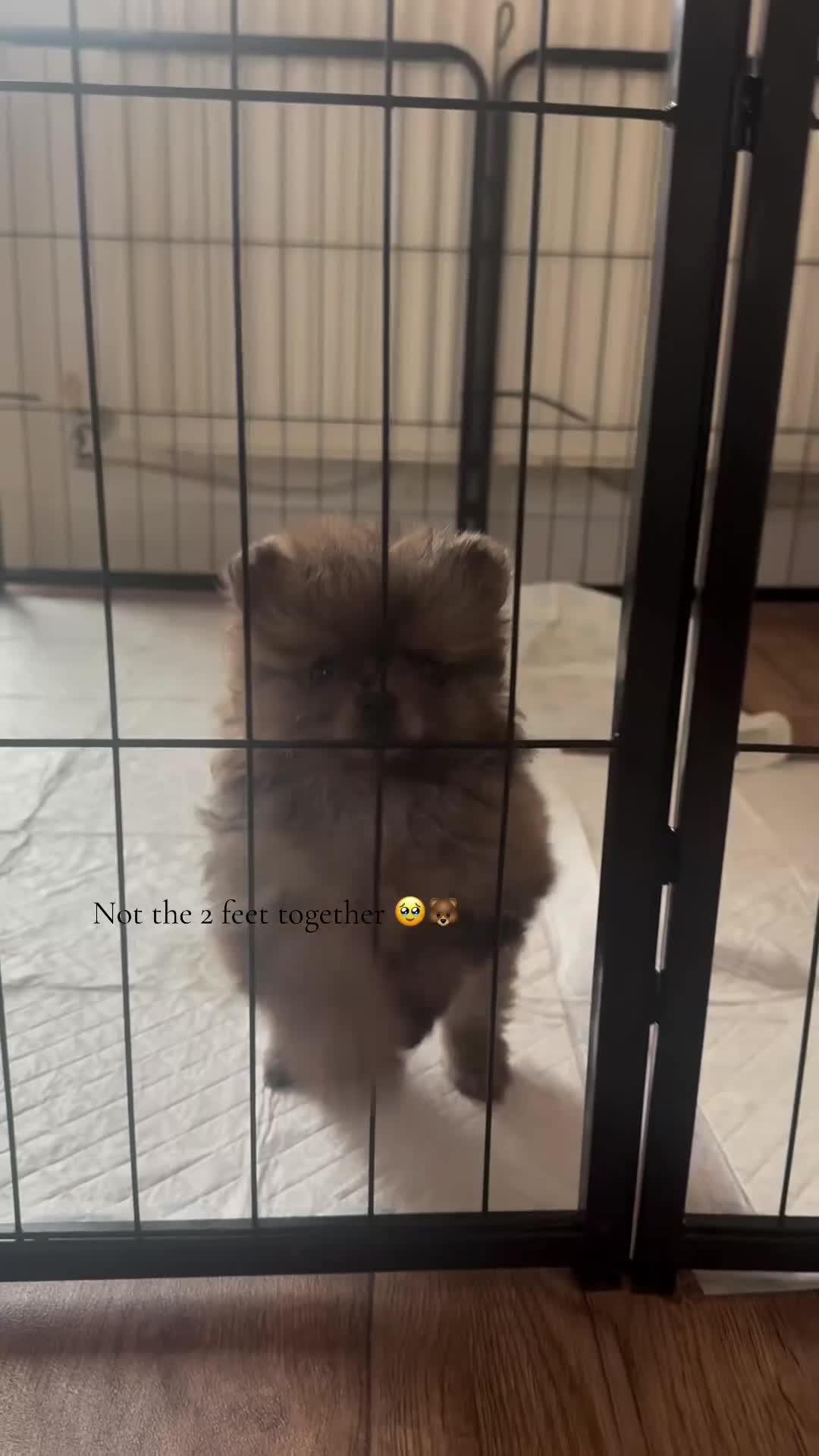 Pomeranian dogs for sale: ✨ PERFECT ✨ POMERANIANS with free delivery 🚚 ❤️ - Video 1