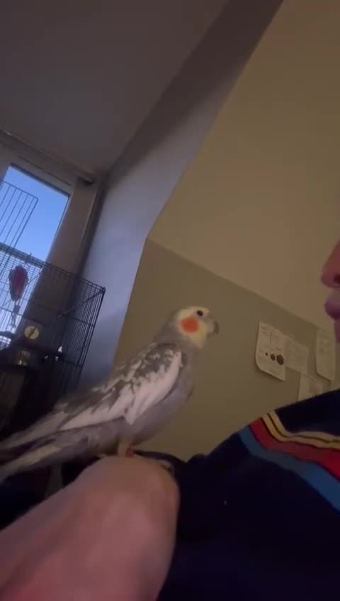 Cockatiels birds for sale: 16 month male Cockatiel + cage, stand and food - Video 2