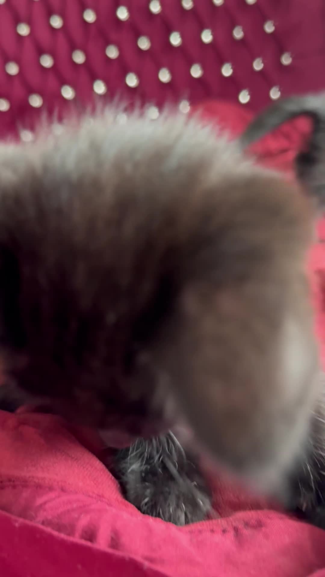 Ragdoll cats for sale: Ready now Ragdoll cross fluffy kittens 🐈‍⬛  - Video 1