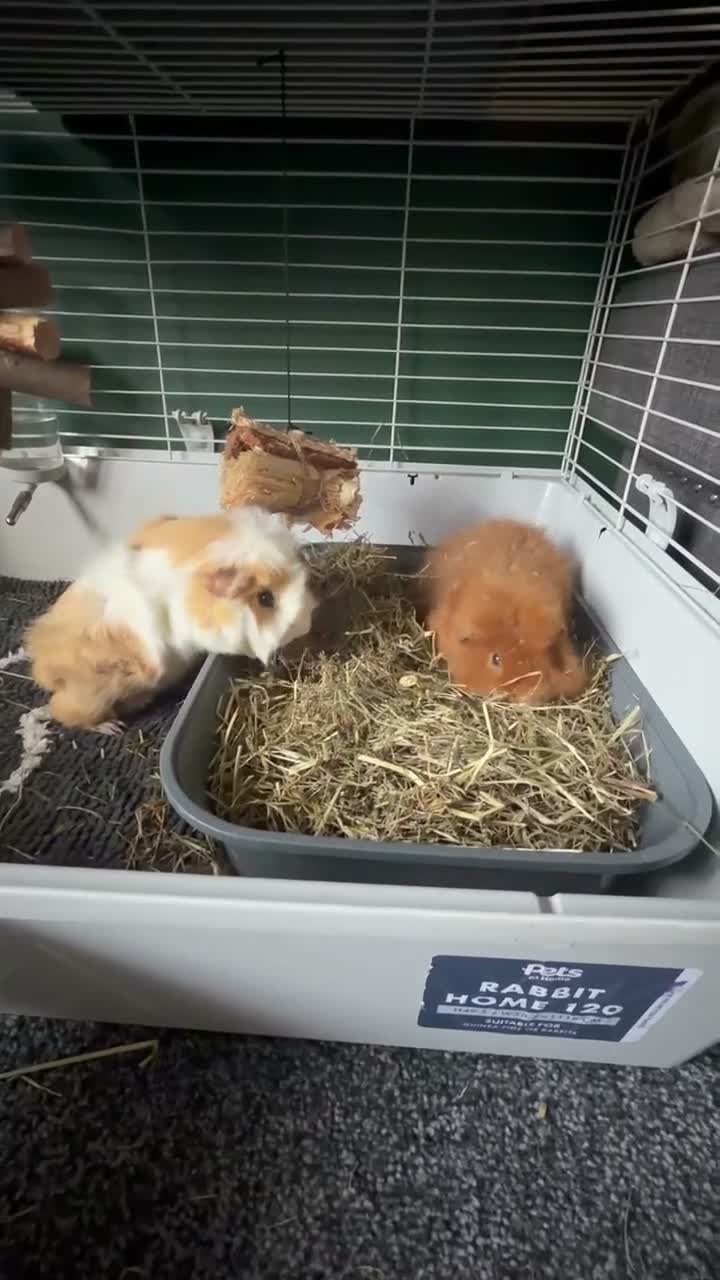 Guinea Pig rodents for sale: 2x boar/boy guinea pigs - well bonded  in Loughborough - Video 2