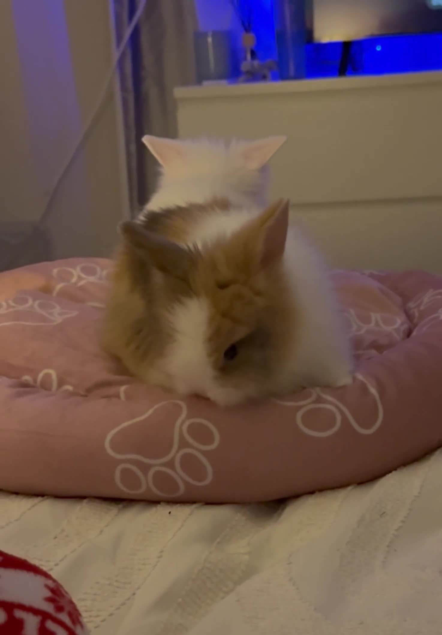 Lionhead rabbits for sale: Double-Maned Lionhead’s for sale 🐰❤️ - Video 1