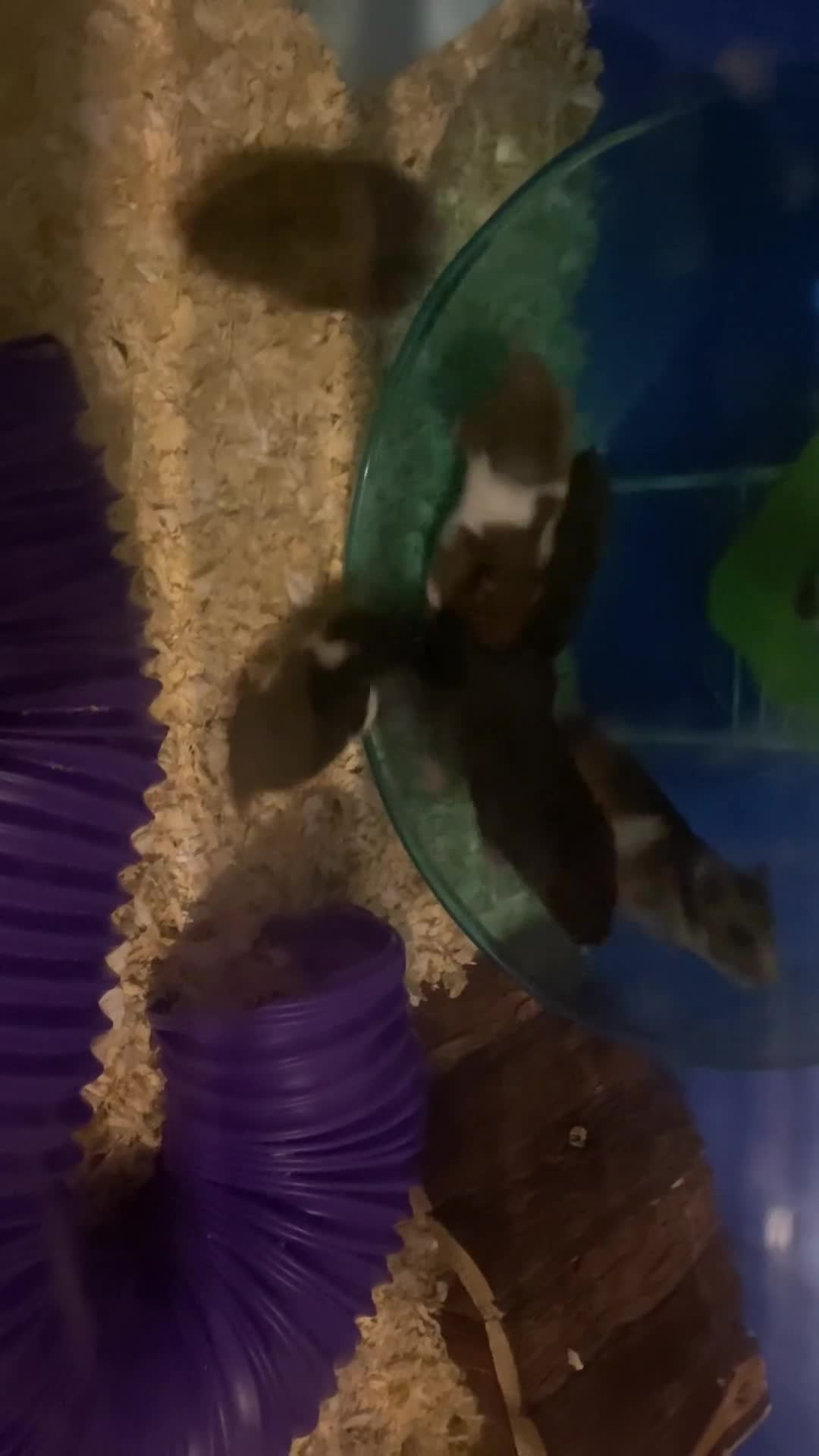 Hamster rodents for sale: Baby hampsters for sale  - Video 1
