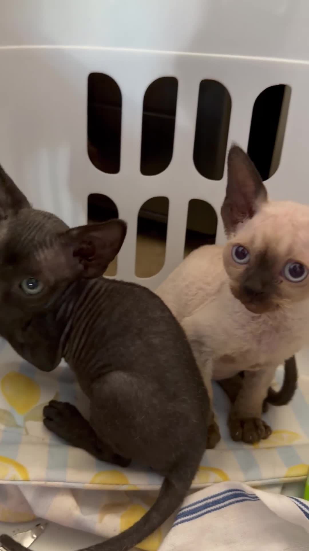 Devon Rex cats for sale: Two mischievous Devon Rex boys  - Video 3