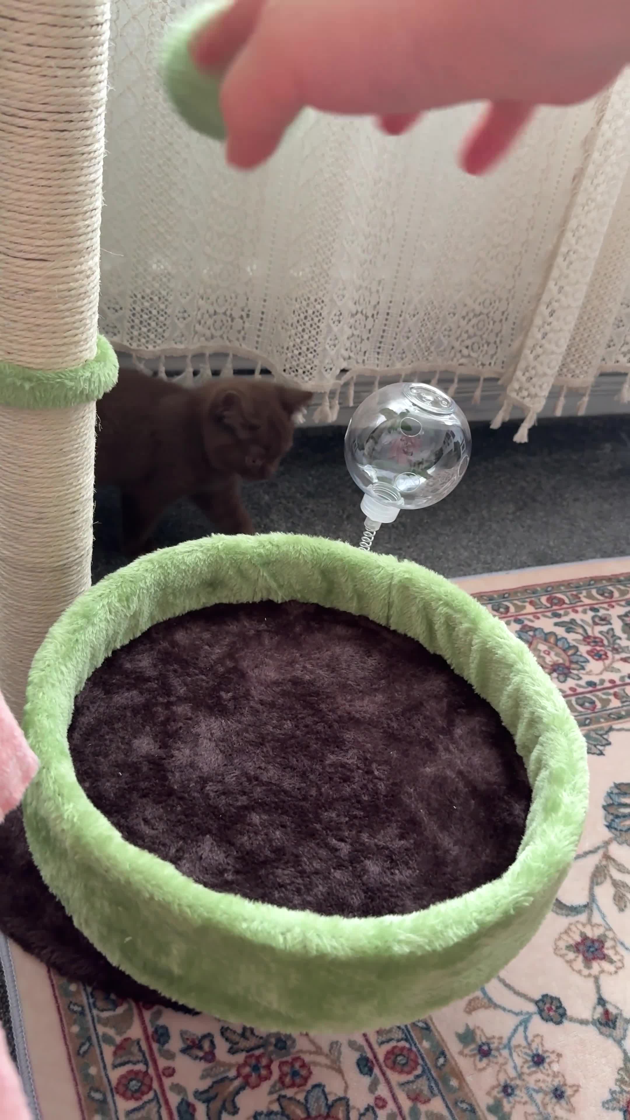 British Shorthair cats for sale: Stunning Cinnamon British Shorthair Male Kitten - Video 1