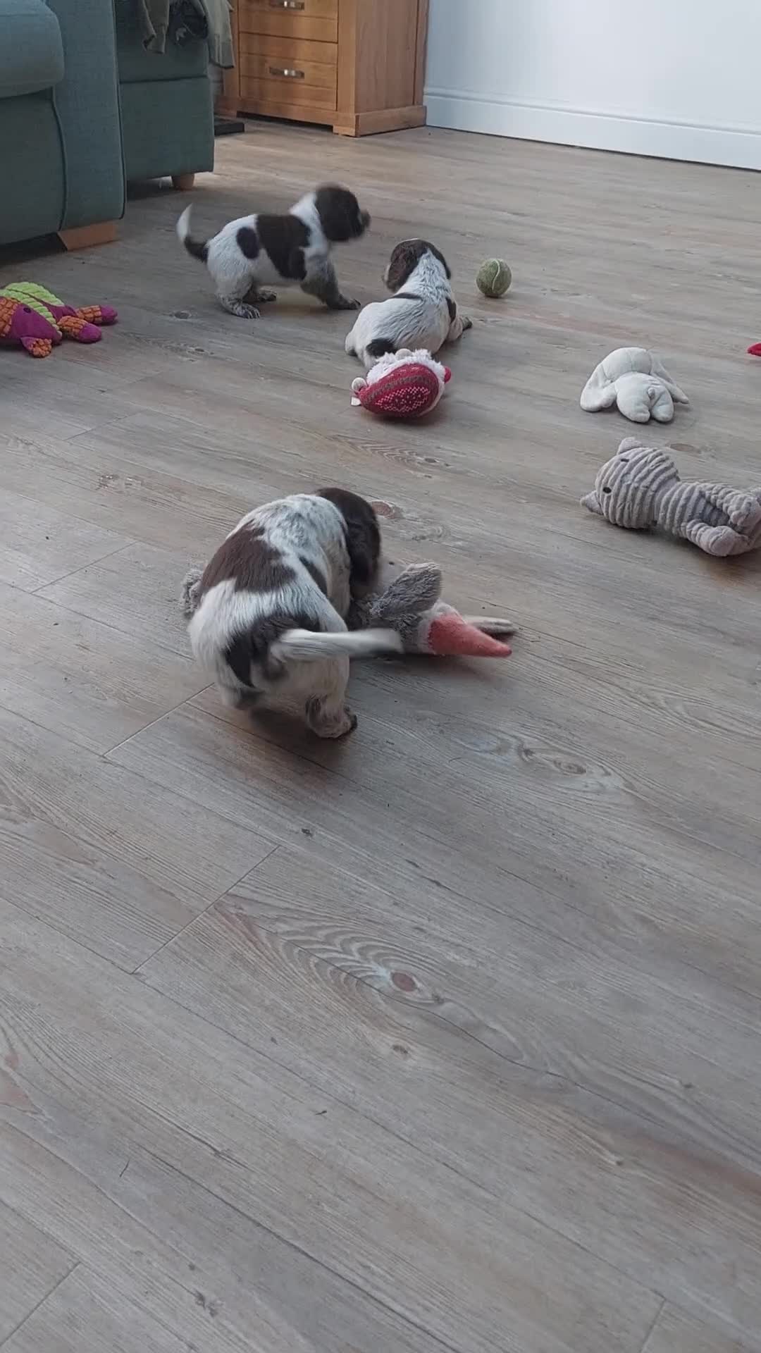 Sprocker dogs for sale: Sprocker Spaniels in Stockport - Video 1
