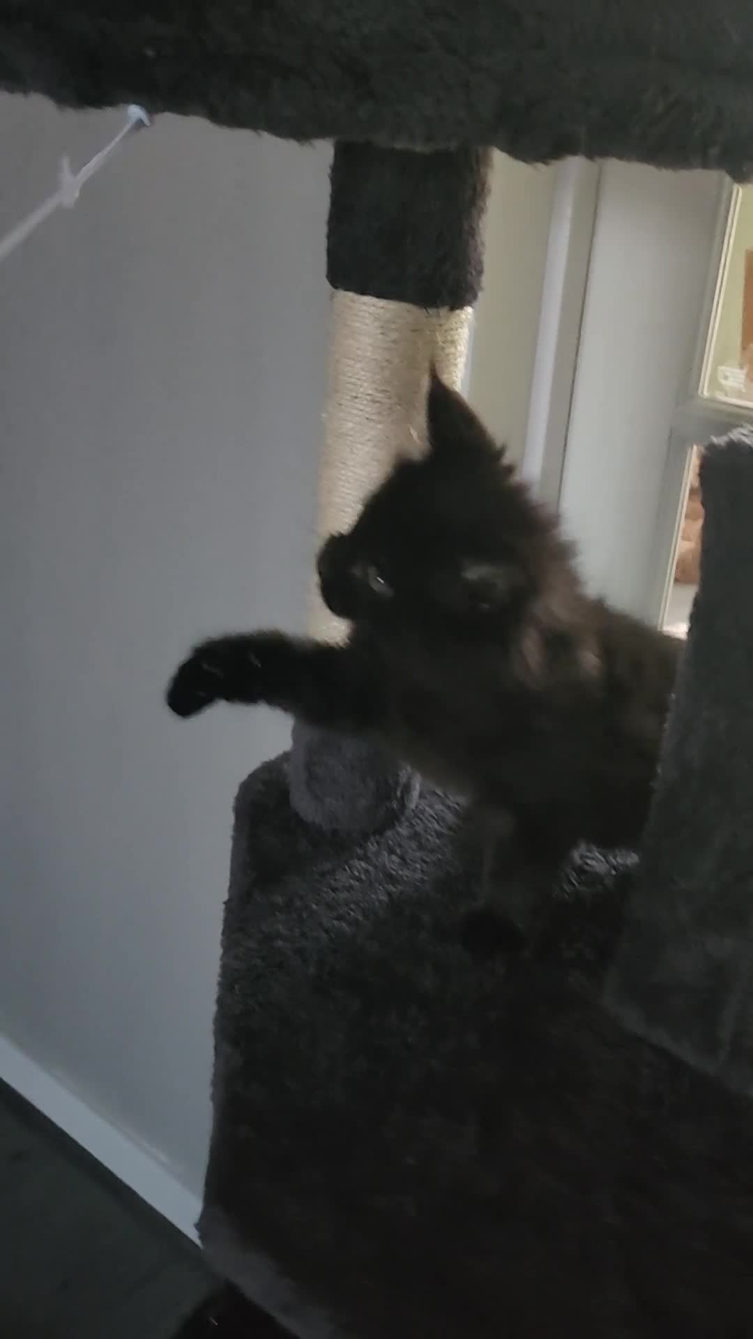 Maine Coon cats for sale: only 1 kitten available  in Sunderland - Video 1