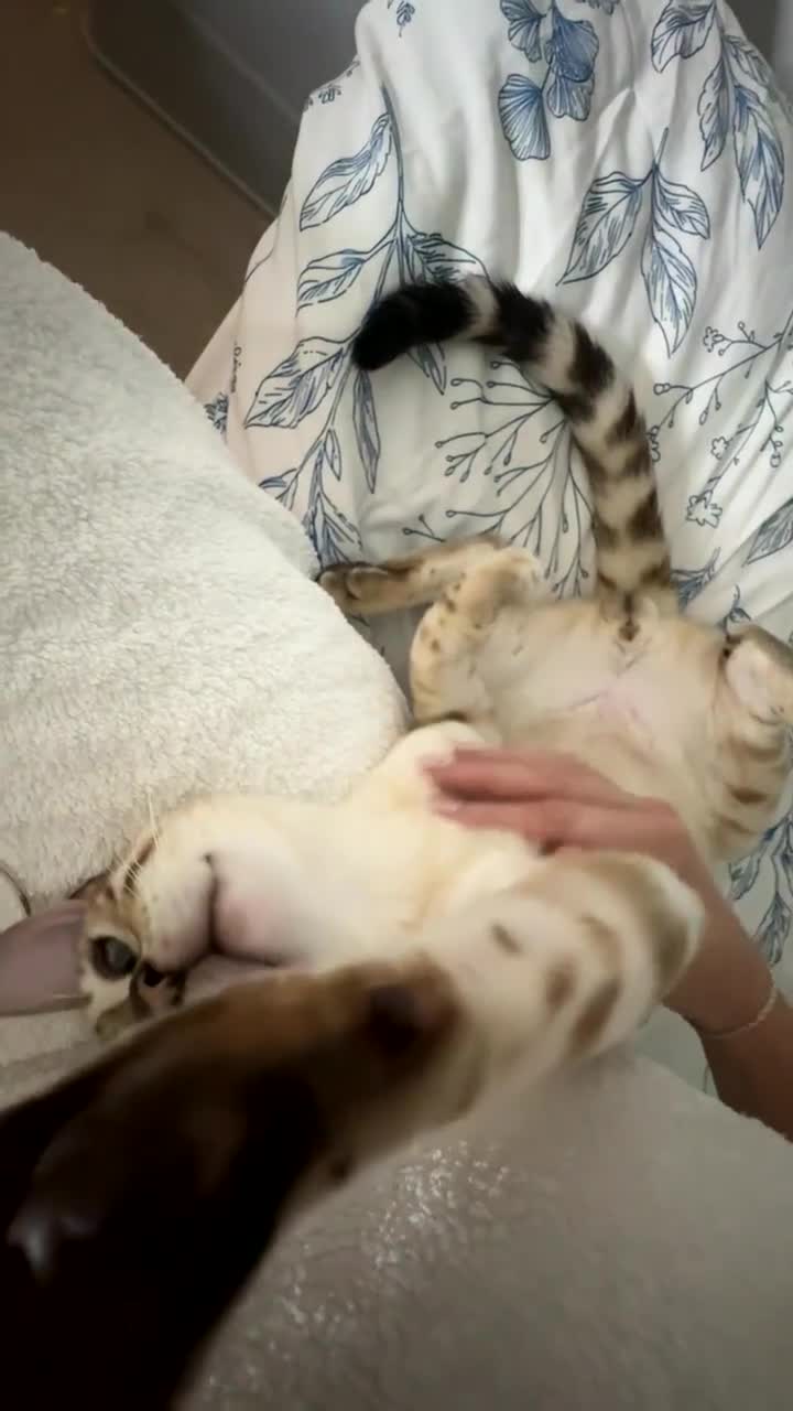 Bengal cats for sale: Looking for a 5⭐️ home for our blue eyed bengal in Chorley - Video 3
