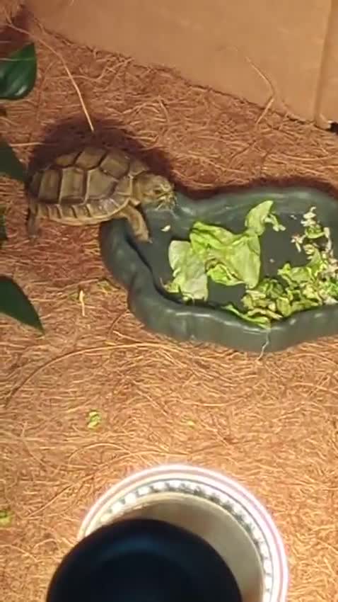 Tortoise reptiles for sale: Greek Spur Baby Tortoises Hatched 2025 - Video 4